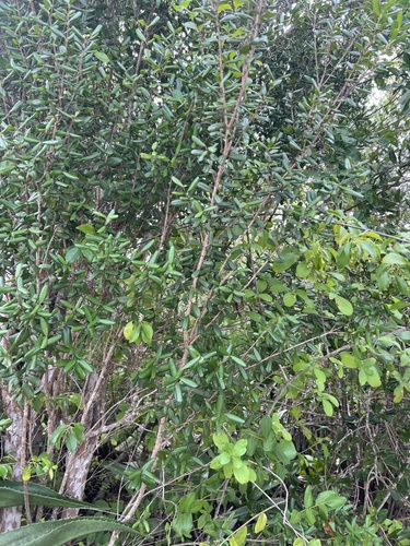 Myrcianthes fragrans