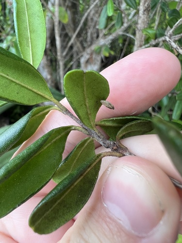 Myrcianthes fragrans
