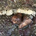 Conus biliosus biliosus - Photo (c) Ronak Waghe, algunos derechos reservados (CC BY-NC), subido por Ronak Waghe