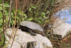 Mauremys leprosa leprosa