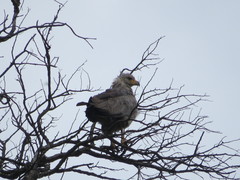 Buteogallus coronatus