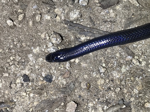 Flat-snouted Wolf Snake, Lycophidion depressirostre