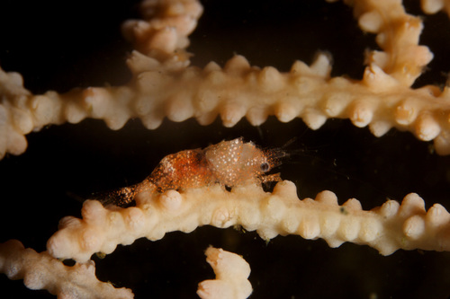 Representative image of Balssia