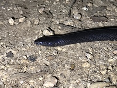Flat-Snouted Wolf Snake photo 1