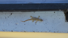 Hemidactylus frenatus
