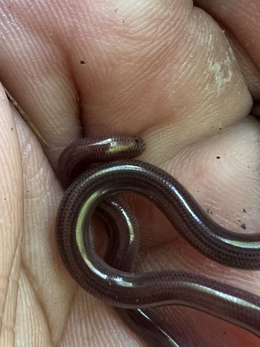 Jamaica Worm Snake