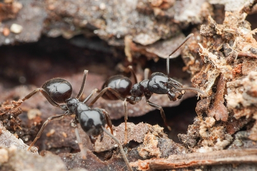东方毛蚁Lasius orientalis