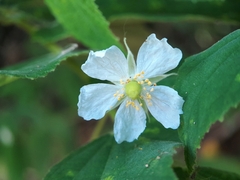 Muntingia calabura image