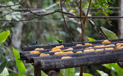 Chlorochrysa nitidissima