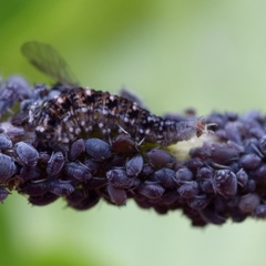 Lapposyrphus