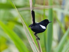 White-Shouldered Fairywren photo 3