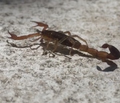 Centruroides ochraceus