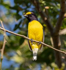 West Mexican Euphonia photo 3