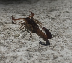 Centruroides ochraceus