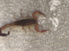 Centruroides ochraceus
