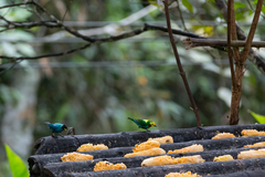 Chlorochrysa nitidissima