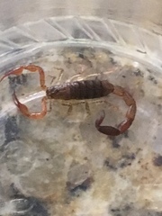 Centruroides ochraceus