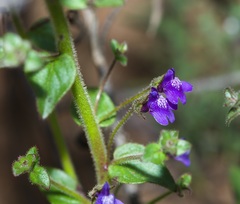 Sairocarpus