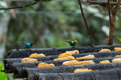 Chlorochrysa nitidissima