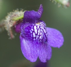Sairocarpus
