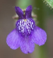 Sairocarpus