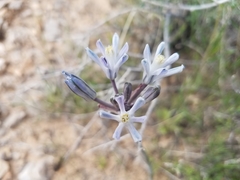 Androstephium breviflorum
