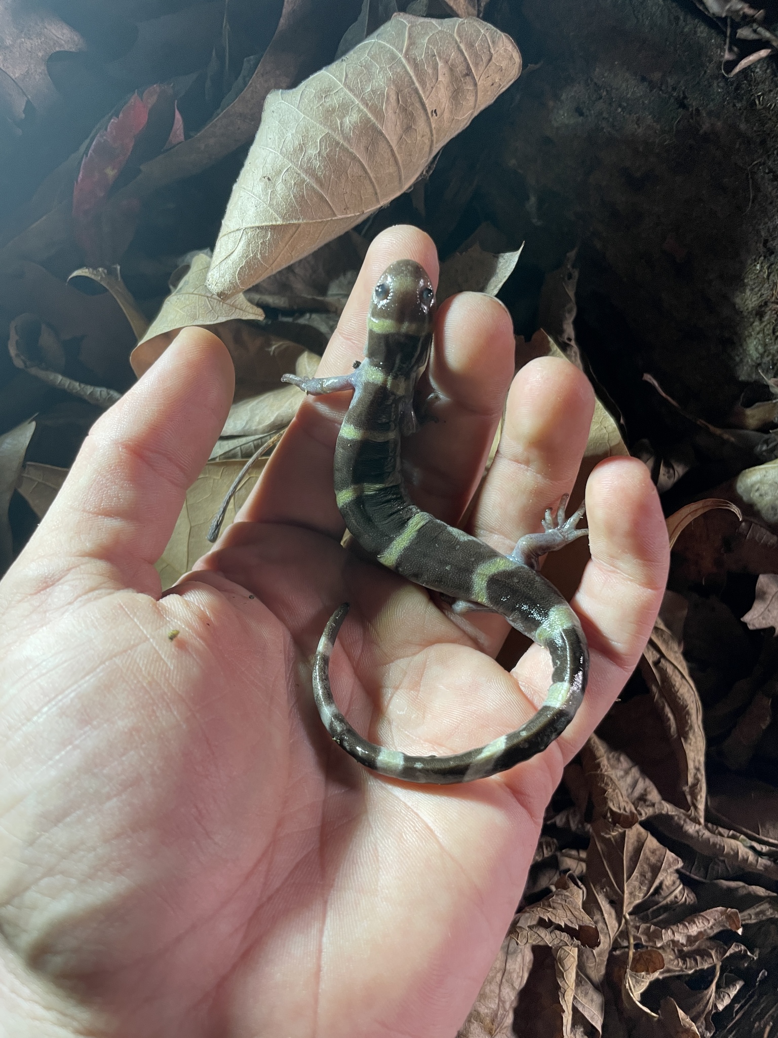 ringed salamander