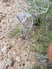 Androstephium breviflorum