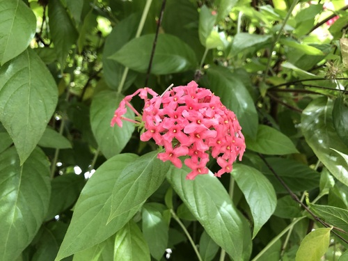 Image of Arachnothryx leucophylla by no rights reserved