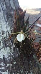Brassavola