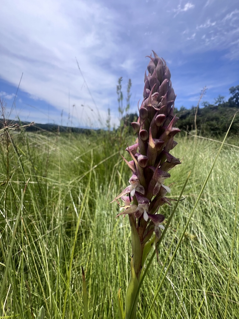 Disa perplexa