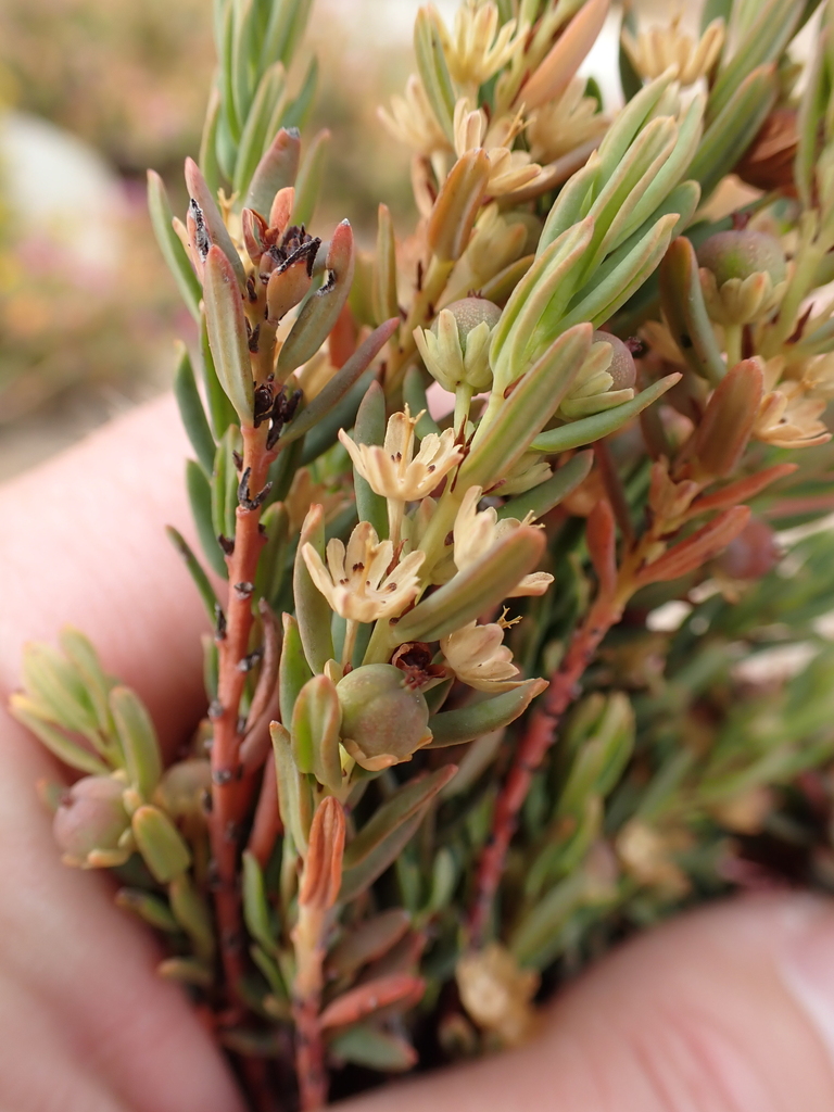 Clutia polifolia