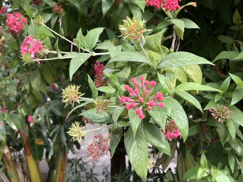 Image of Arachnothryx leucophylla by no rights reserved