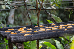 Chlorochrysa nitidissima