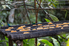 Chlorochrysa nitidissima