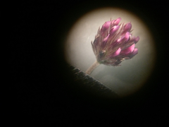 Trifolium albopurpureum