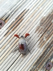 Melolontha melolontha