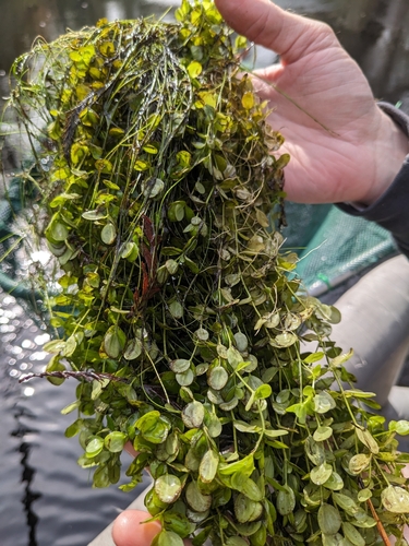 Disk waterhyssop (Bacopa rotundifolia)