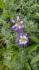 Lupinus variicolor