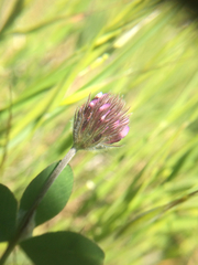 Trifolium albopurpureum