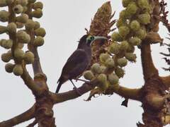 Yellow-Browed Melidectes photo 3