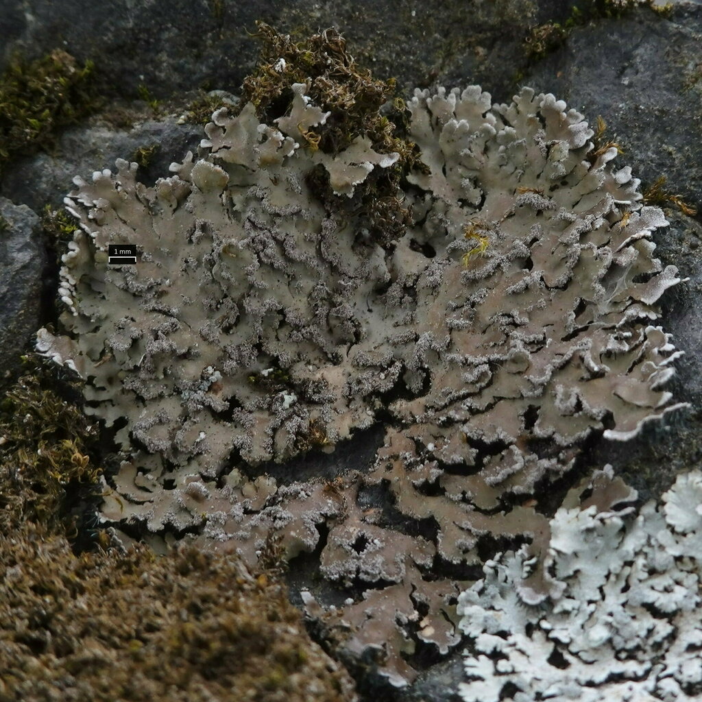 Crescent Frost Lichen