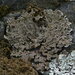 Crescent Frost Lichen - Photo (c) Hans Ritter, some rights reserved (CC BY-NC), uploaded by Hans Ritter