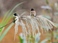 Hooded Munia photo 3