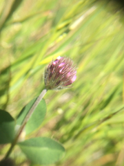 Trifolium albopurpureum