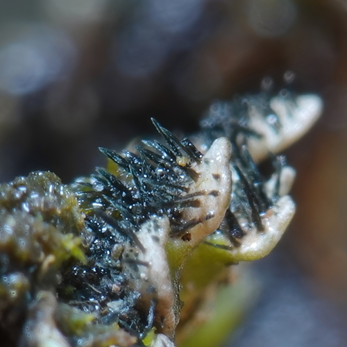 Crescent Frost Lichen