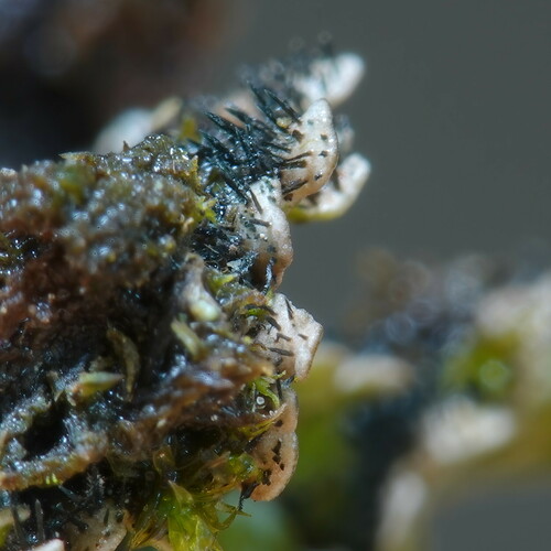 Crescent Frost Lichen