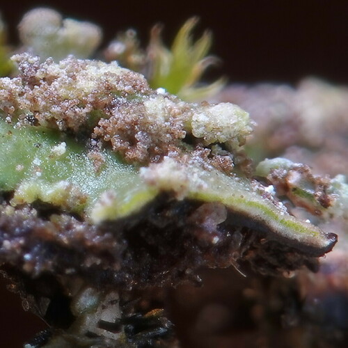 Crescent Frost Lichen