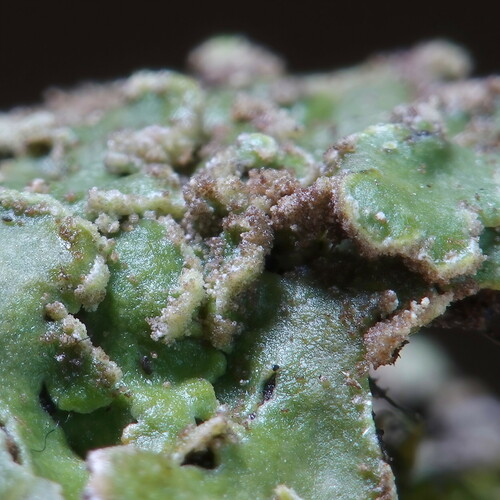 Crescent Frost Lichen