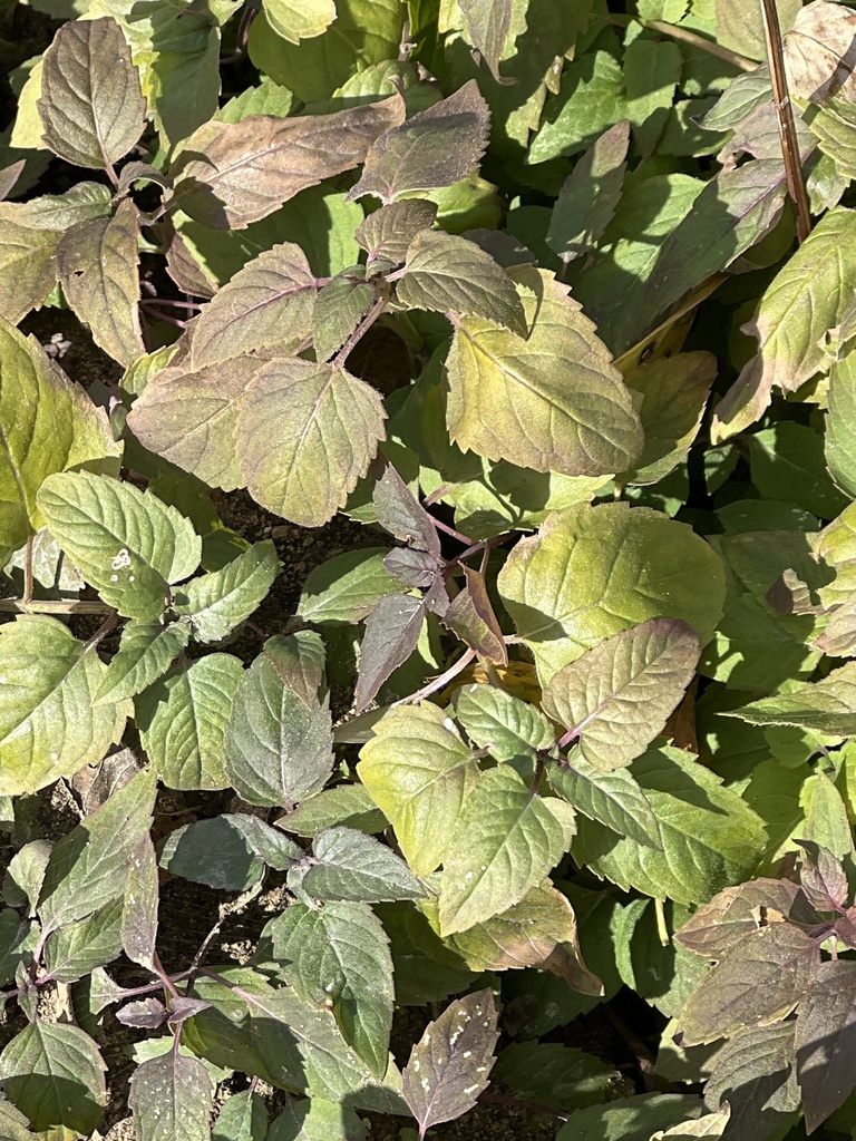 Wild Bergamot From W Quail Run Rd Rockwall TX US On December 14